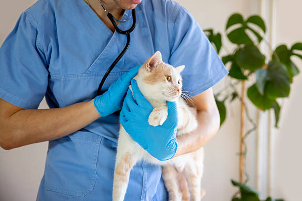 Man veterinarian doctor holds sick cat close-up. Diagnostics of pets health in veterinary clinic