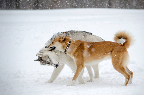 Man with a dog walking through a beautiful covered with snow