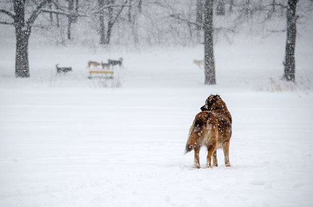 Dog stands in snowy landscape, facing distant deer. Bare trees and snowflakes create serene atmosphere. Soft, muted tones dominate peaceful winter setting