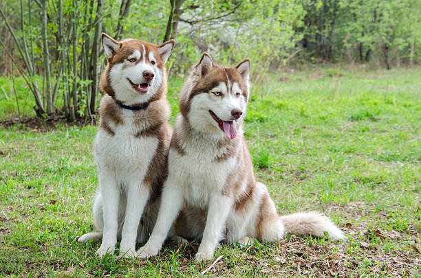istock Two siberian huskies sitting on grassy field in sunny park 2206898914
