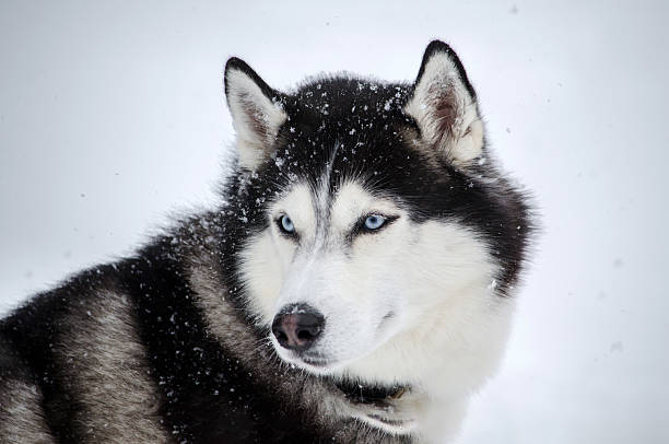 istock Husky in snow with piercing blue eyes 2206898917