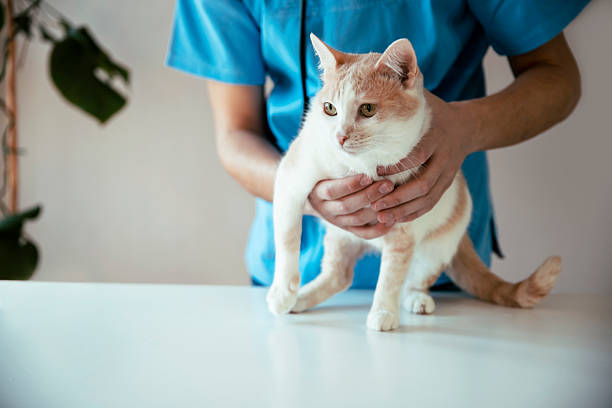 istock Veterinarian physical therapist examine cat 2206898935