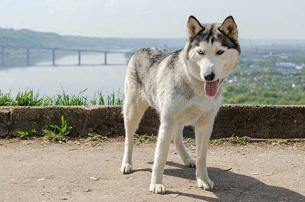 istock Siberian husky overlooking scenic river view 2206898940