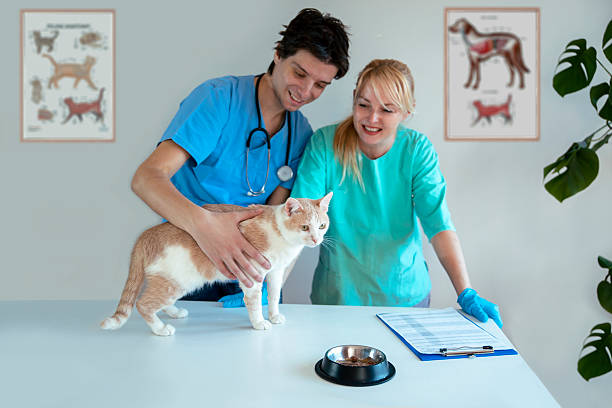 istock Vets examine cat's reaction on new food 2206898942