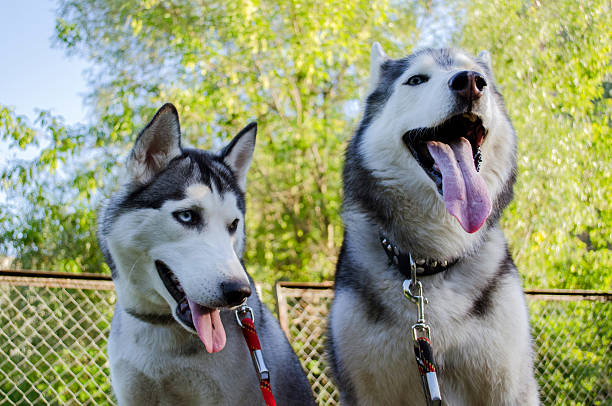 istock Joyful siberian huskies in vibrant outdoor setting 2206898946