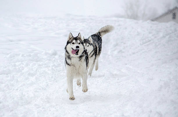 istock Husky dogs running in snowy landscape 2206898953