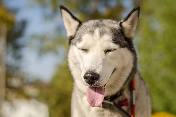 istock Siberian husky in sunlit park with lush green background 2206898954