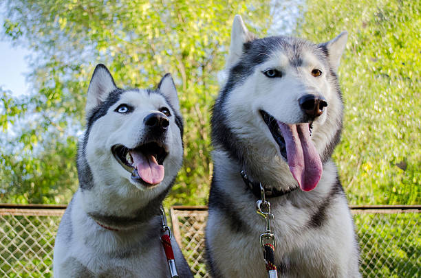 istock Joyful siberian huskies in vibrant outdoor setting 2206898979