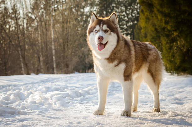 istock Siberian husky in snowy forest, bright winter day 2206898982
