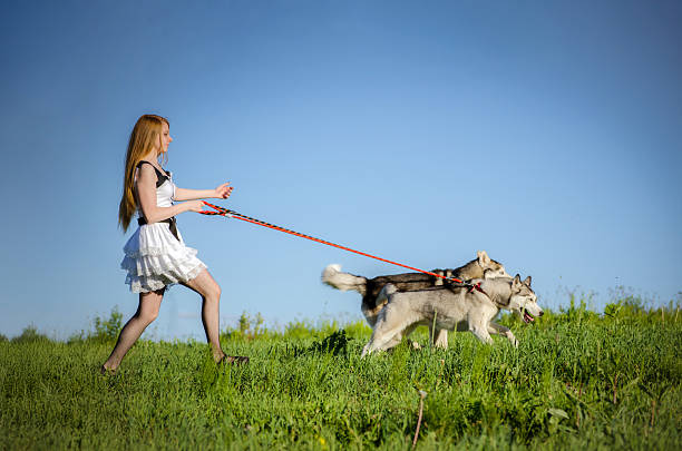 Young woman walks dog in sunlit meadow