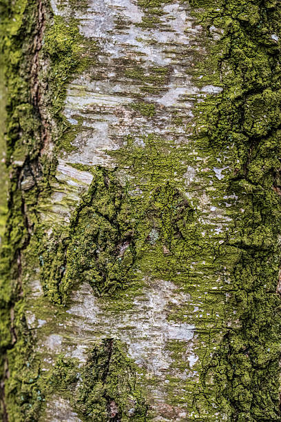 High-resolution macro shot of bark structure, emphasizing cracks, moss, and natural detail for organic backgrounds.