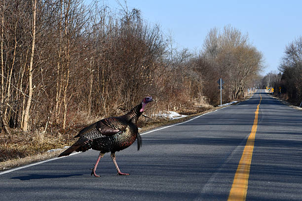 Rural Spring scene of a wild turkey walking across a country road