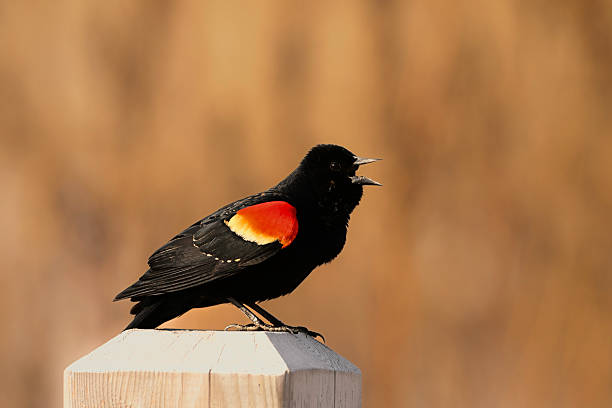istock Adult male Red-winged Blackbird singing 2206900580