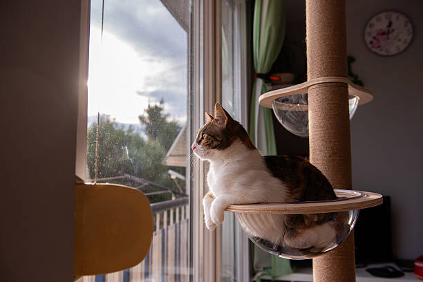istock Cat lounging in glass hammock near window 2206900774