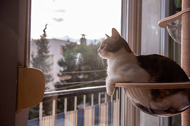 istock Cat lounging in glass hammock near window 2206901120