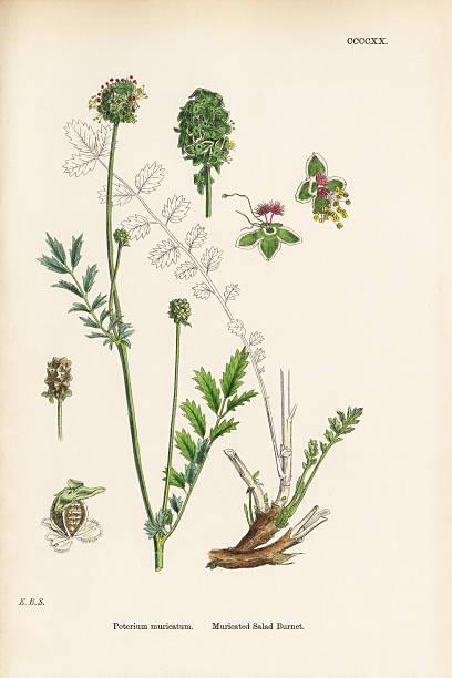 istock Antique Engraved and Hand-Colored Victorian Botanical Illustration, 1863 2206902318