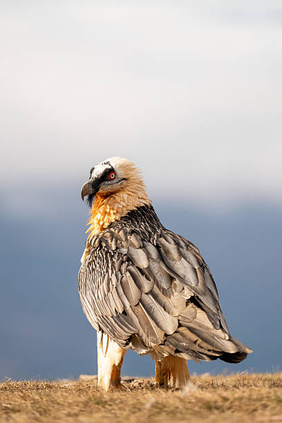 istock Bearded Vulture (Gypaetus barbatus) photographed in Spain 2206902765