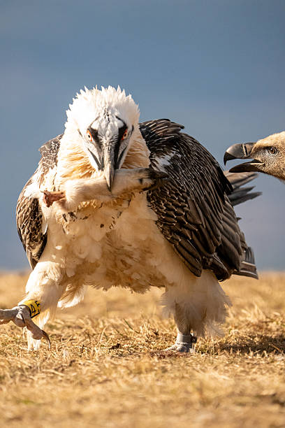 istock Bearded Vulture (Gypaetus barbatus) photographed in Spain 2206902881