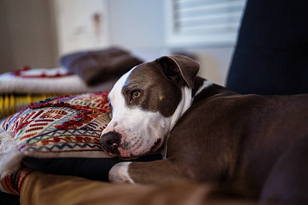 Close up view of a cute pet dog resting on a sofa in her home.