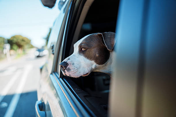 istock Happy dog looking out window while riding in car 2206903264