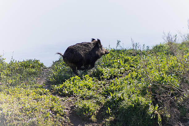 istock Wild boar running beside the river 2206904011