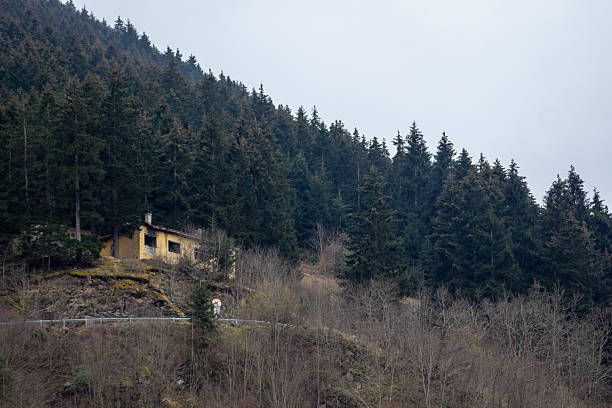 A mysterious abandoned house nestled deep within a dense pine forest, partially hidden by overgrown trees. The upper part of the image showcases a vast canopy of tall evergreen trees, while the lower section features smaller trees and vegetation. The old house appears weathered, with peeling paint, broken or missing windows, and a deteriorating structure, blending into the surrounding wilderness. This atmospheric scene evokes a sense of mystery, solitude, and the passage of time, making it ideal for themes related to exploration, forgotten places, and the beauty of nature reclaiming man-made structures.