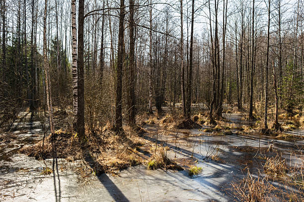 A serene wetland scene with tall birch trees and soft underbrush. Reflections shimmer on the frozen water surface, surrounded by earthy colors of early spring.
