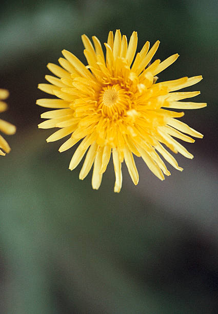 Yellow dandelion flowers (Taraxacum officinale). Dandelions field background on spring sunny day. Blooming dandelion. Medicinal wild herb.