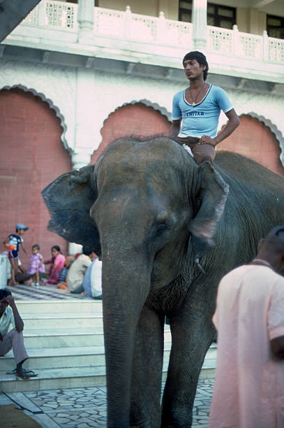 Indian man (mahout) riding on elephant outside Amber Fort, Jaipur, India. Amber Fort is located 13km from Jaipur, Rajasthan state, India. It was the ancient citadel of the ruling Kachhawa clan of Amber, before the capital was shifted to present day Jaipur.