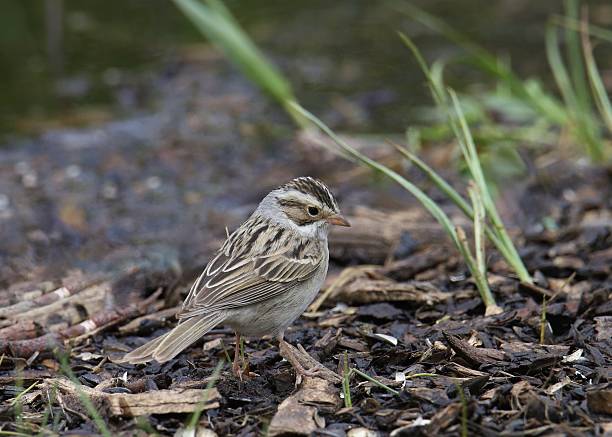 istock Clay-colored Sparrow (spizella pallida) looking back from it's perched on the ground 2206910741