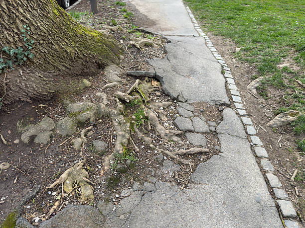 istock Tree roots damaging pavement on city sidewalk 2206912251