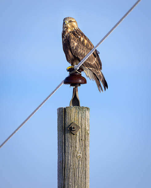 istock Rough-legged Hawk perching on top of telephone utility pole 2206912297