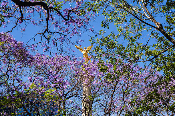 View of the Independence Monument, a winged victory, known as “El Angel”, from 1910, located in a traffic circle at Reforma Avenue, the financial district of Mexico City, as seen through Jacaranda trees in bloom