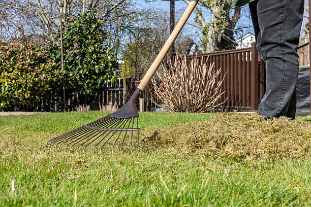 istock Woman Gardener Using Lawn Rake to Scarify and Remove Moss and Thatch From Grass Lawn 2206915740