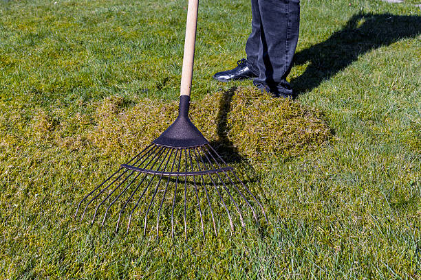 istock Woman Gardener Using Lawn Rake to Scarify and Remove Moss and Thatch From Grass Lawn 2206915754