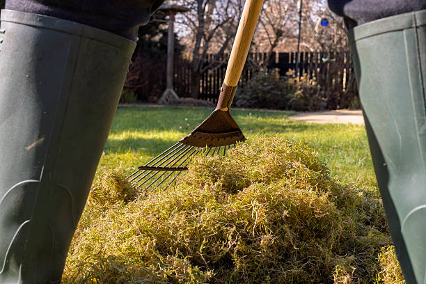 istock Pile of Moss and Thatch Removed from Grass by Gardener using Lawn Rake - Ground Level View Between Legs 2206915913