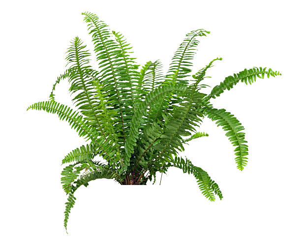 istock Tropical plant fern bush shrub tree isolated on white background with clipping path. 2206929189