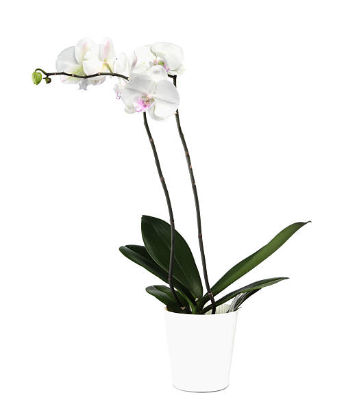 istock Blooming orchid flower in pot isolated on white 2206929786