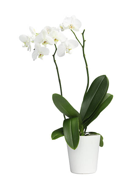 istock Blooming orchid flower in pot isolated on white 2206929794