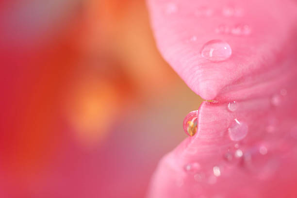 Blooming pink peony with water drops. Flower after the rain. Background of pink petals on a pink background.