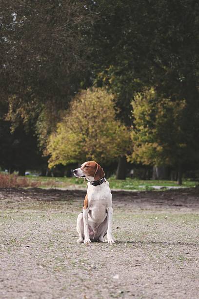 American Foxhound Sitting on Beach Near Woods in Geneva, New York, United States