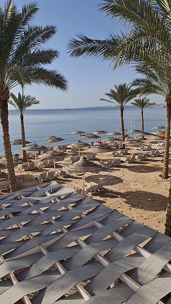 istock beach with sun loungers, umbrellas and palm trees 2206934334