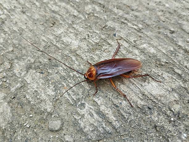 istock Close up of Cockroach on the floor 2206934501
