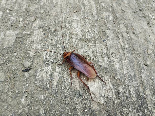 istock Close up of Cockroach on the floor 2206934502