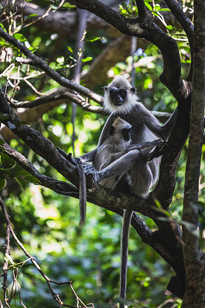 istock Sri Lankan gray langur mother and son 2206934594