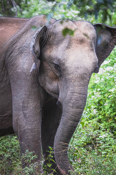 istock big asian elepanth eating in a forest 2206934615
