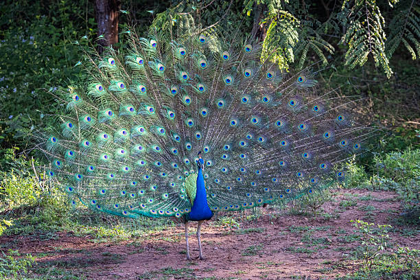 istock Indian Peafowl showing his blues 2206934623