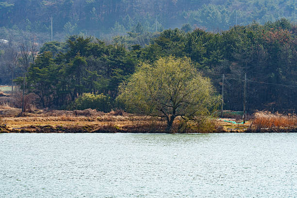 Landscape with trees with green leaves growing on a quiet lakeside