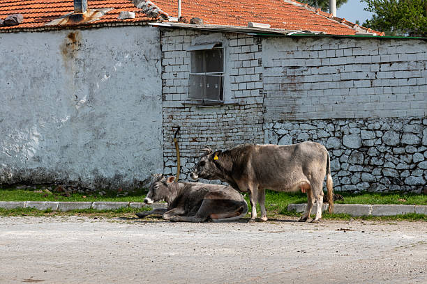 istock Cows In The Village Square 2206937288