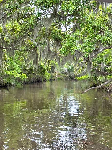 istock Louisiana Bayou 2206937860